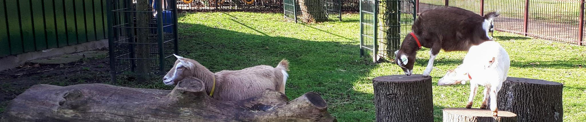 Kinderboerderij Gagelsteede